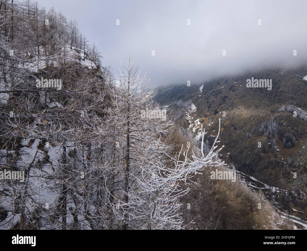 Frozen and snow capped trees in the fog hi-res stock photography and ...