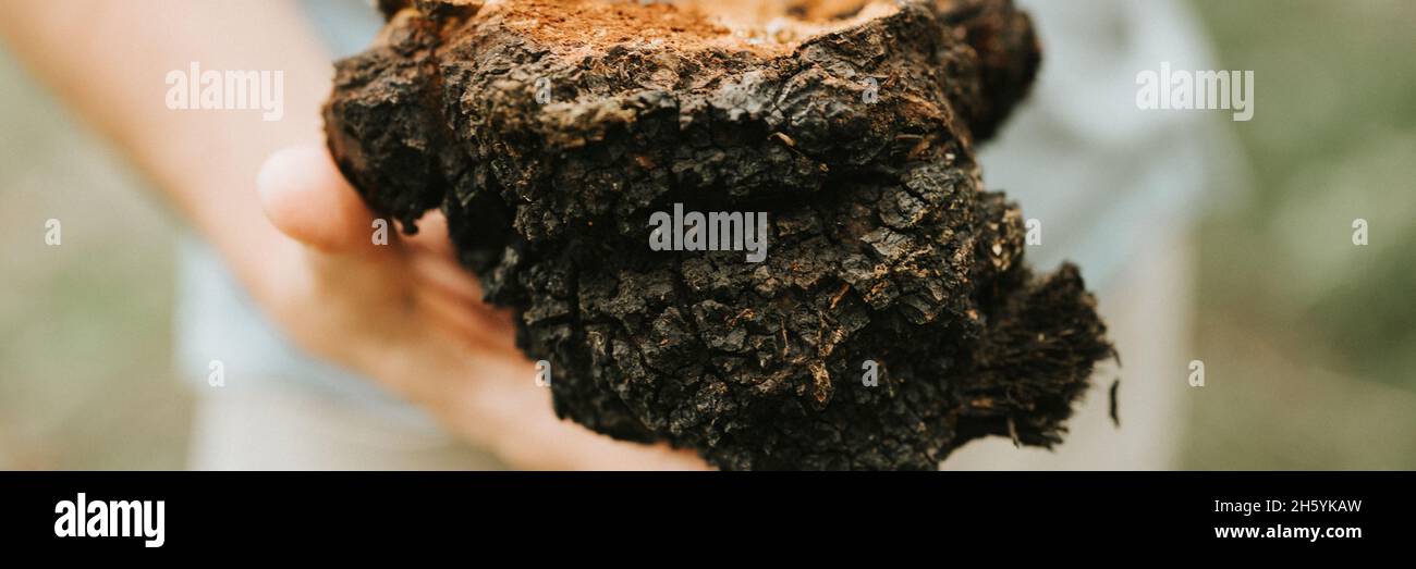 man survivalists and gatherer with hands gathering and foraging chaga ...