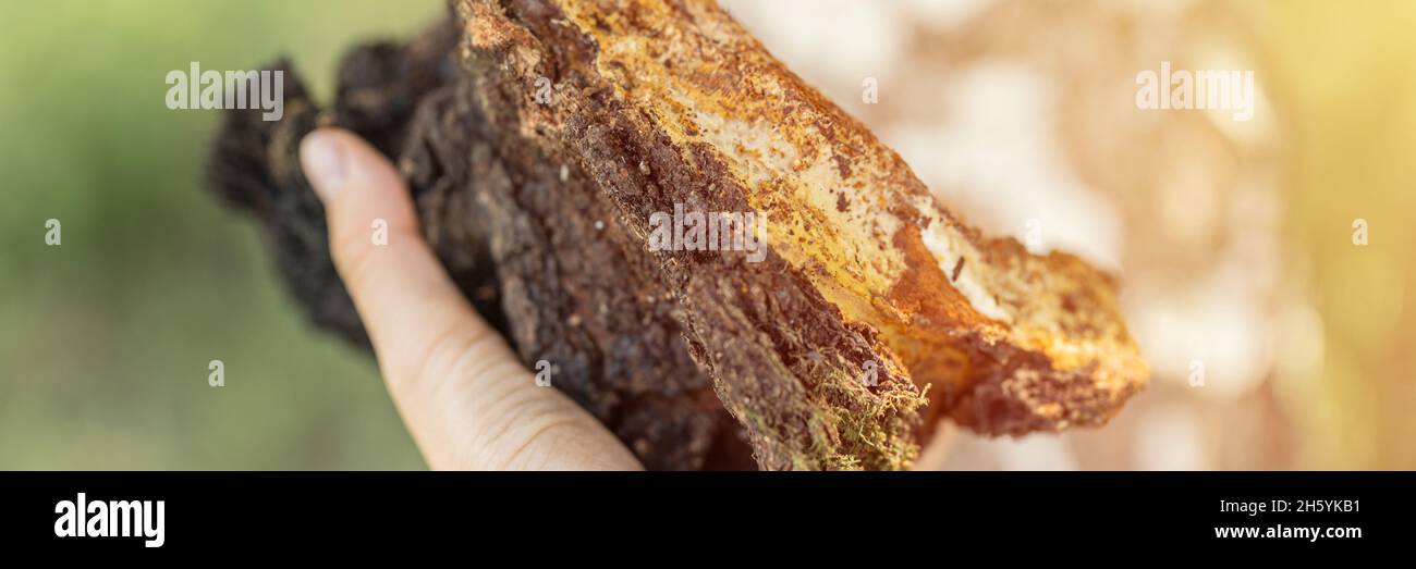 woman survivalists and gatherer with hands gathering and foraging chaga ...
