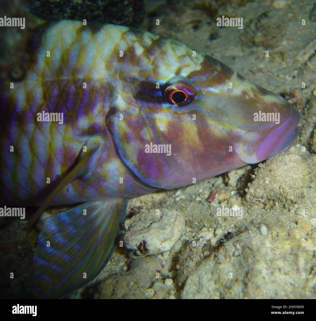 Manybar goatfish (Parupeneus multifasciatus) Stock Photo