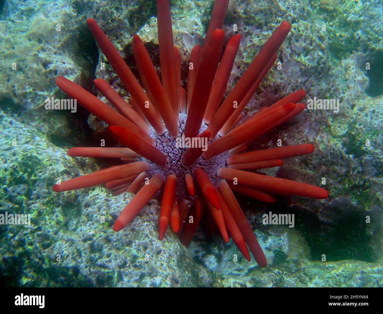 Sea urchin (Heterocentrotus mamillatus)  ca. Stock Photo