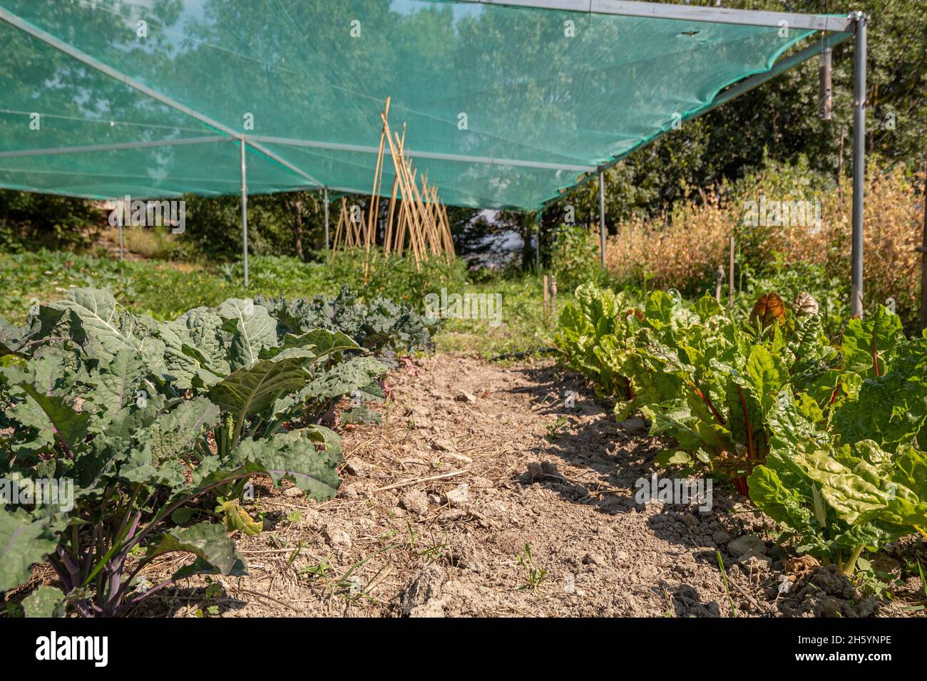 Cultivation tent hi-res stock photography and images - Alamy