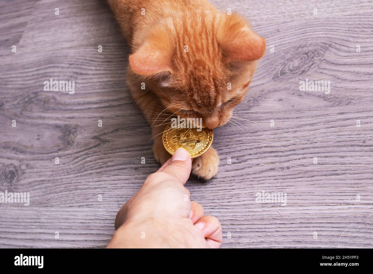 Animal bitcoin hi-res stock photography and images - Alamy