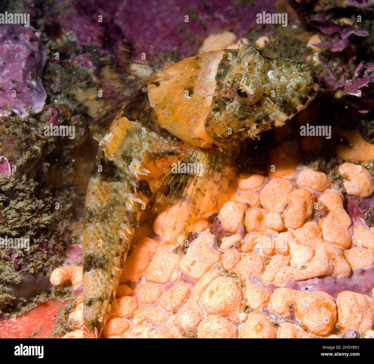 Coralline sculpin (Artedius corallinus) resting on a sponge similar in color to itself Stock Photo