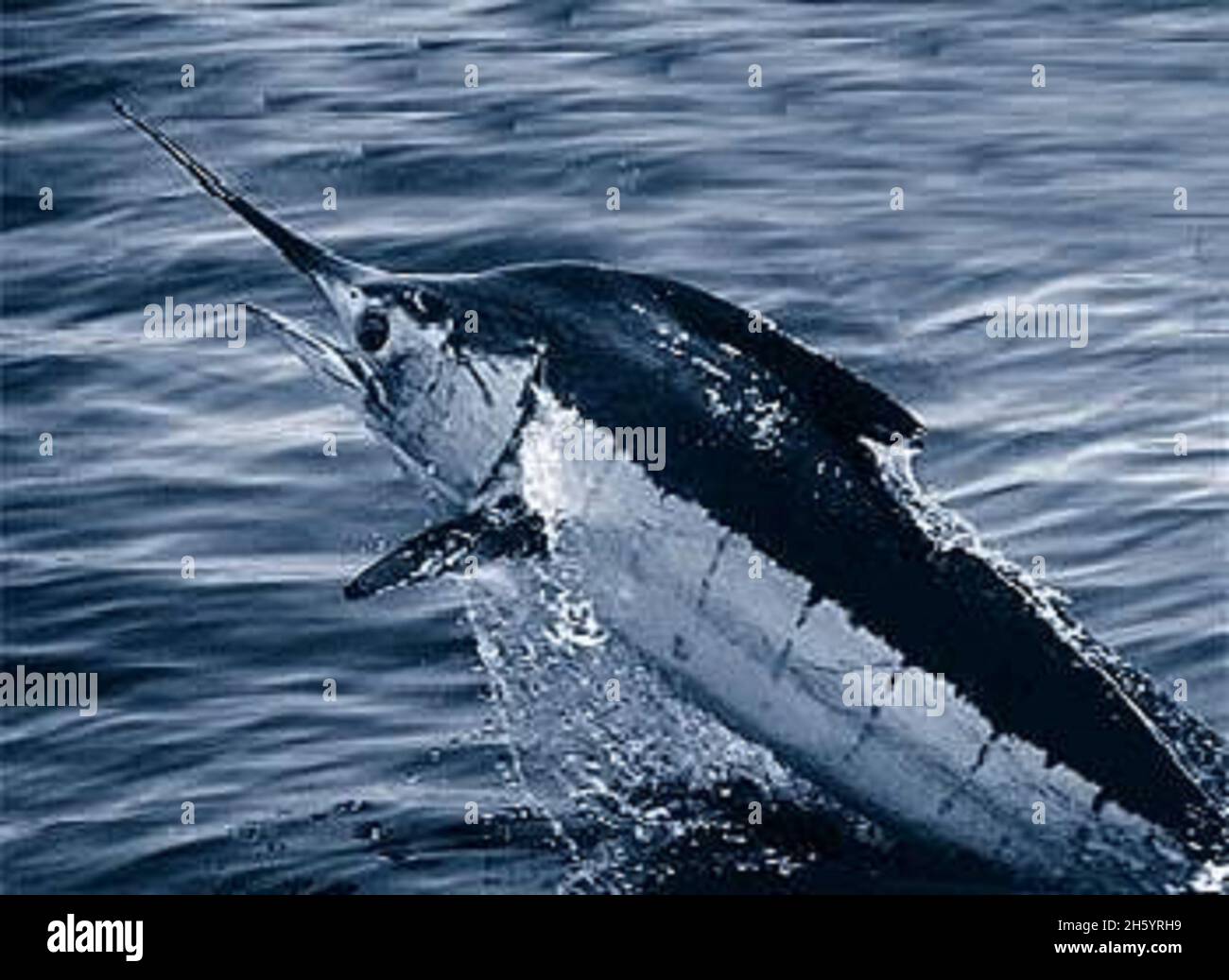 Atlantic blue marlin (Makaira nigricans) Stock Photo