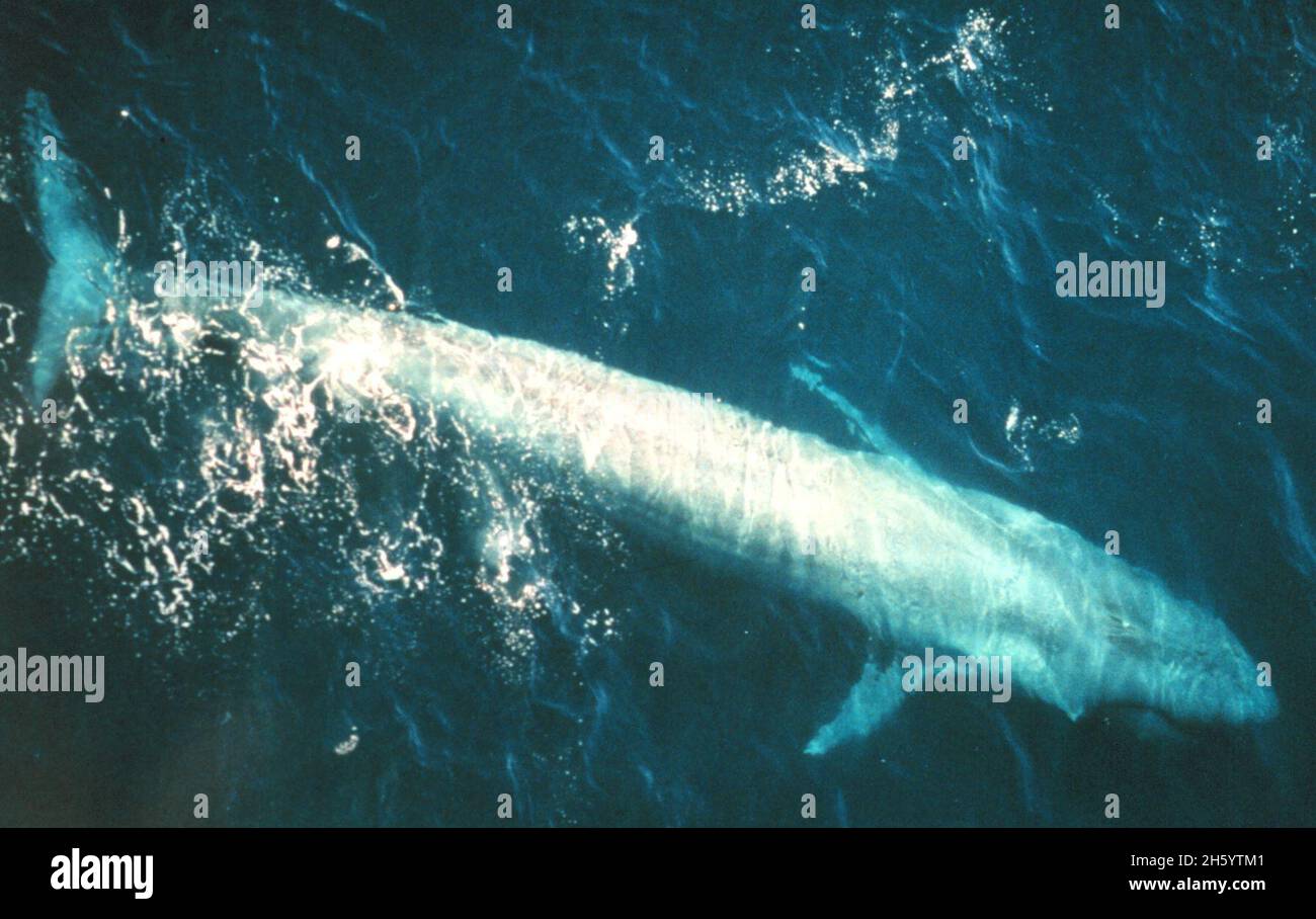 Adult blue whale (Balaenoptera musculus) from the eastern Pacific Ocean Stock Photo