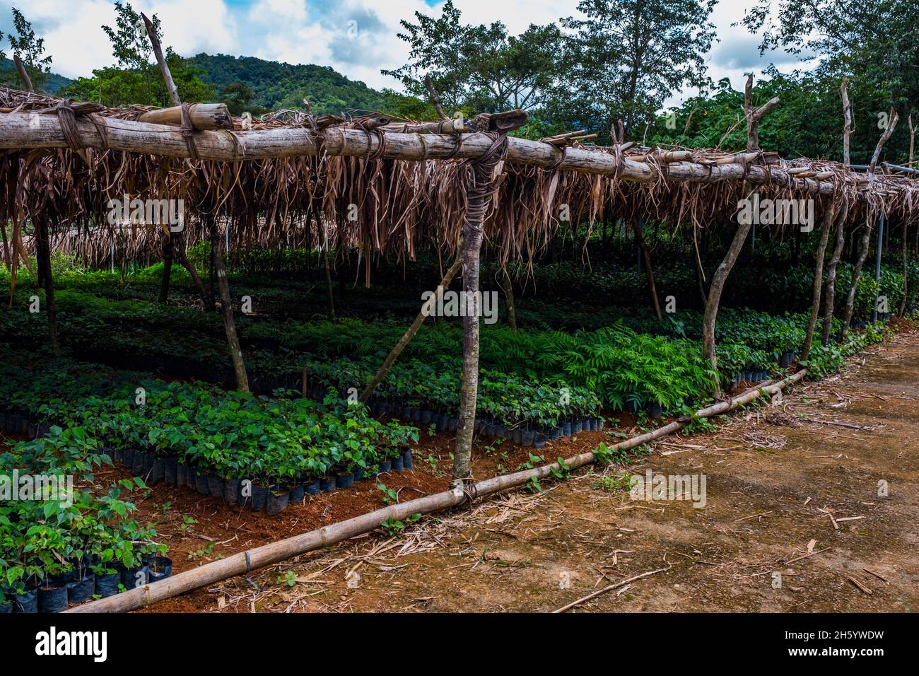 July 2017. The Kalahan Educational Foundation (KEF)'s nursey on the hill above town, grows seedlings, such as Nara, the national tree of the Philippines which is used for lumber and furniture, for reforestation and agroforestry through programs such as the National Greening program. Imugan, Nueva Vizcaya, Philippines. Stock Photo