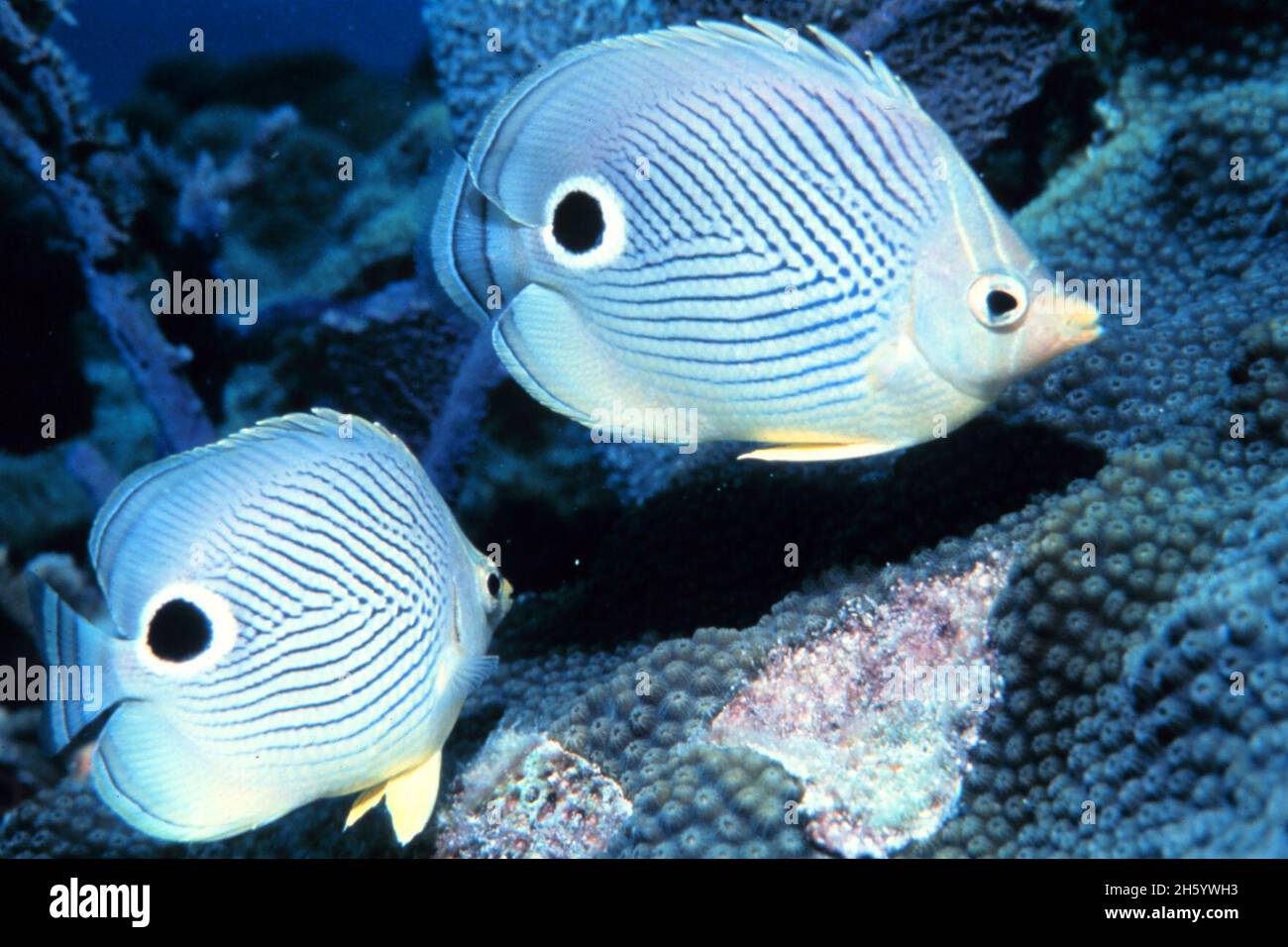 Foureye butterflyfish (Chaetodon capistratus) Stock Photo