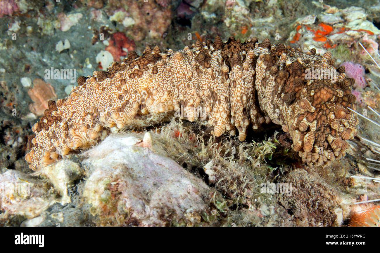 West indian sea cucumber hi-res stock photography and images - Alamy