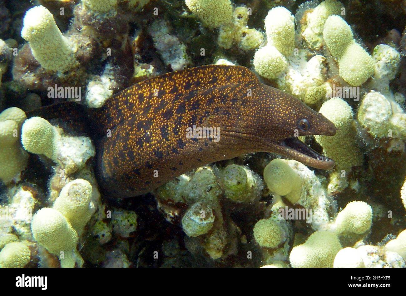 A stout moray eel (Gymnothorax eurostus) Stock Photo