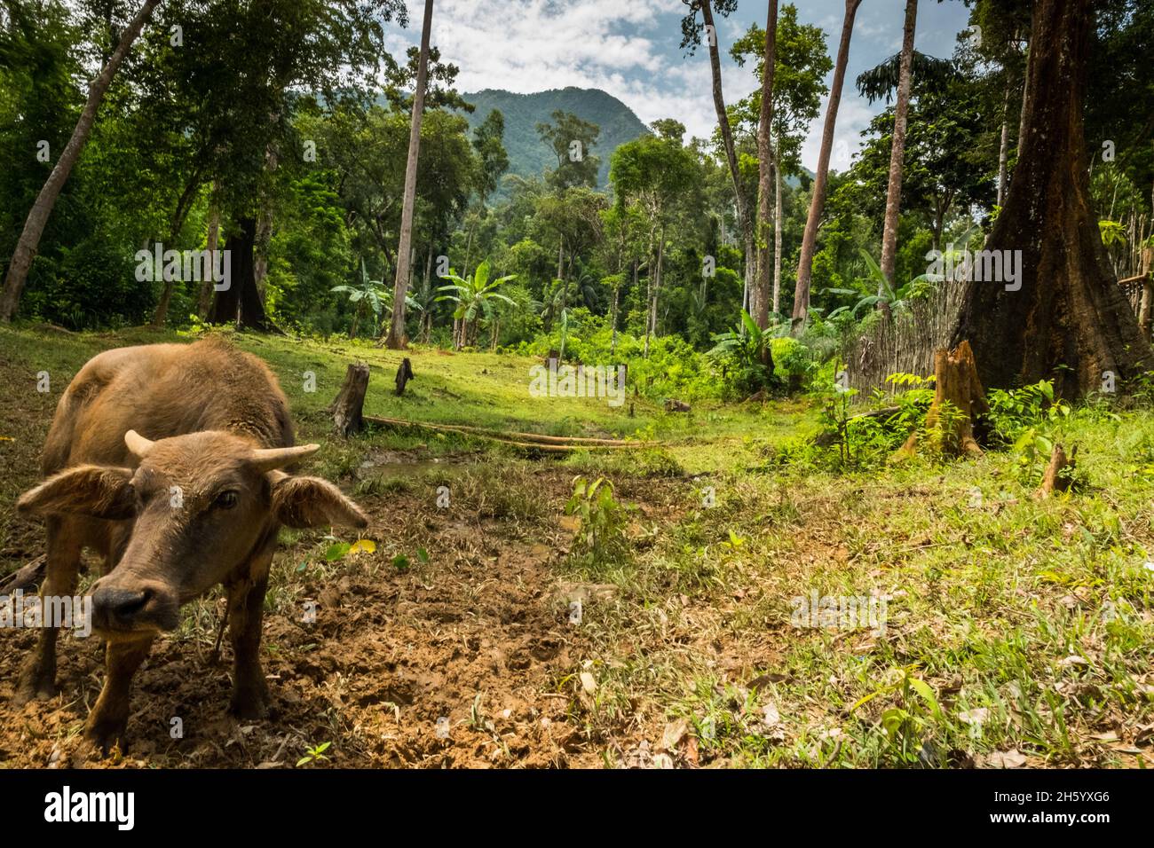 July 2017. Newly cleared forest land for agriculture with views of prestine forests protected by the CADC and park areas in the background. Sugodi, Barangay Cabayugan, Palawan, Philippines. Stock Photo