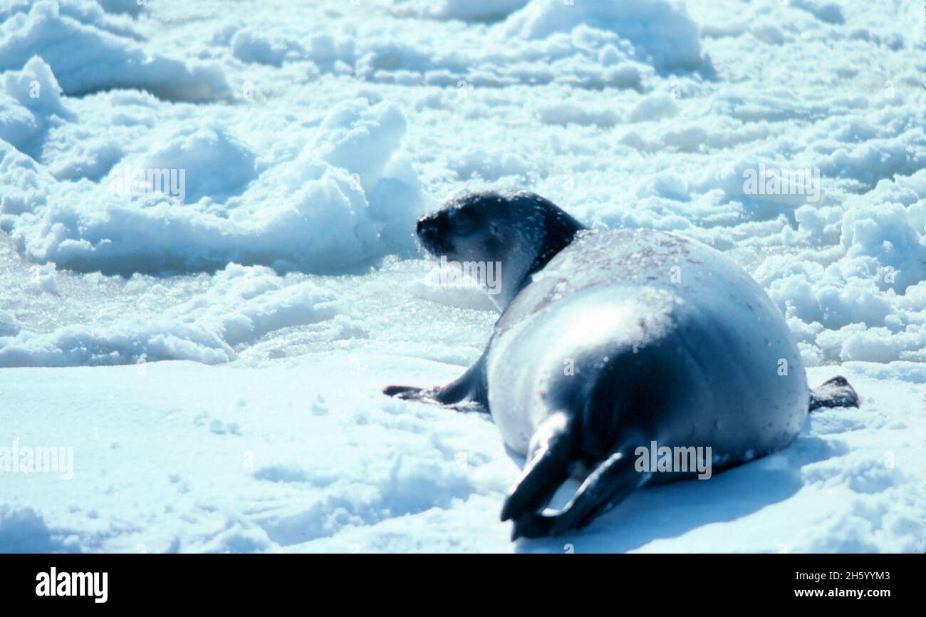 Ribbon Seal (Histriophoca fasciata). Alaska, Bering Sea Stock Photo