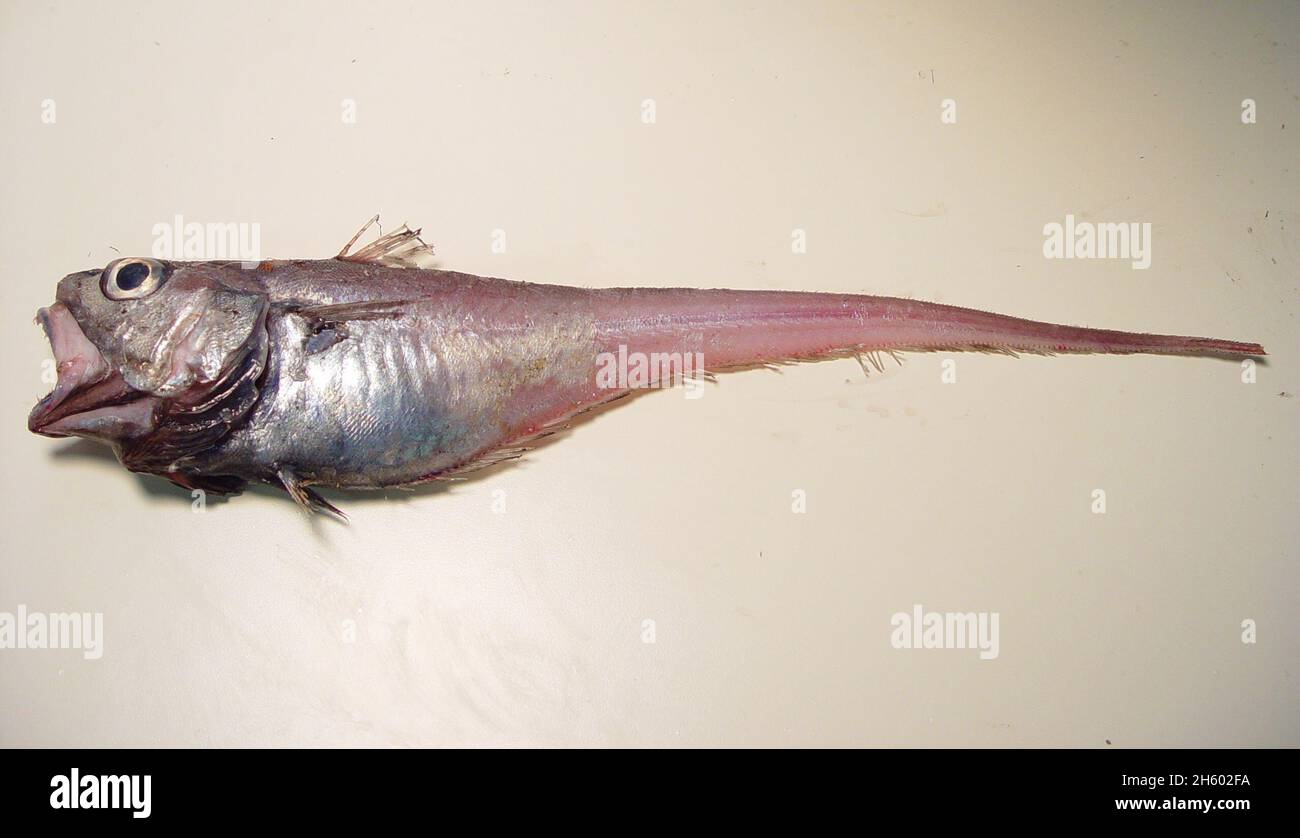Softhead grenadier (Malacocephalus laevis) Stock Photo