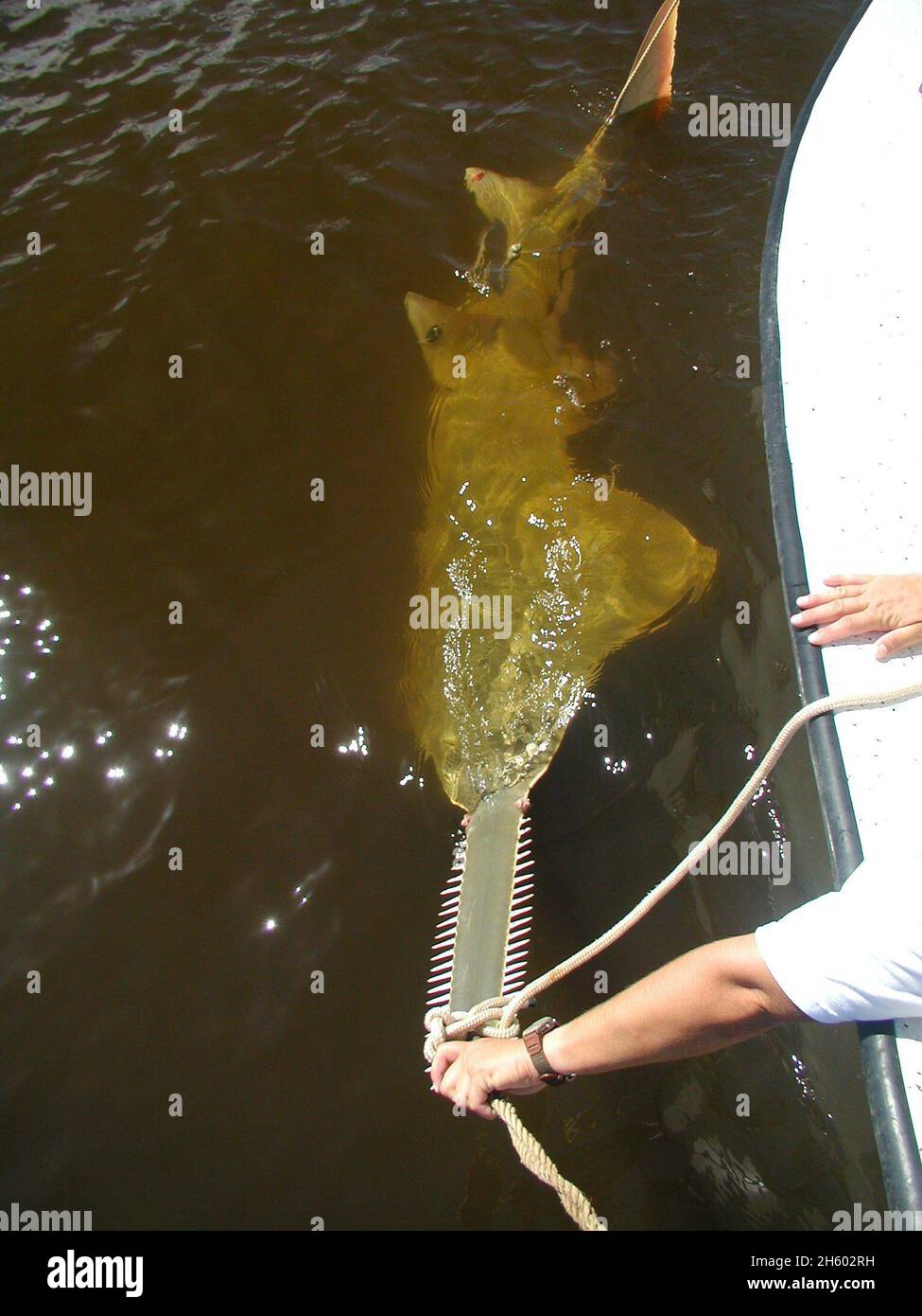 A large sawfish brought alongside for tagging. The rostrum is the protruding  saw and its tooth-like appendages are called denticles. ca. Stock Photo