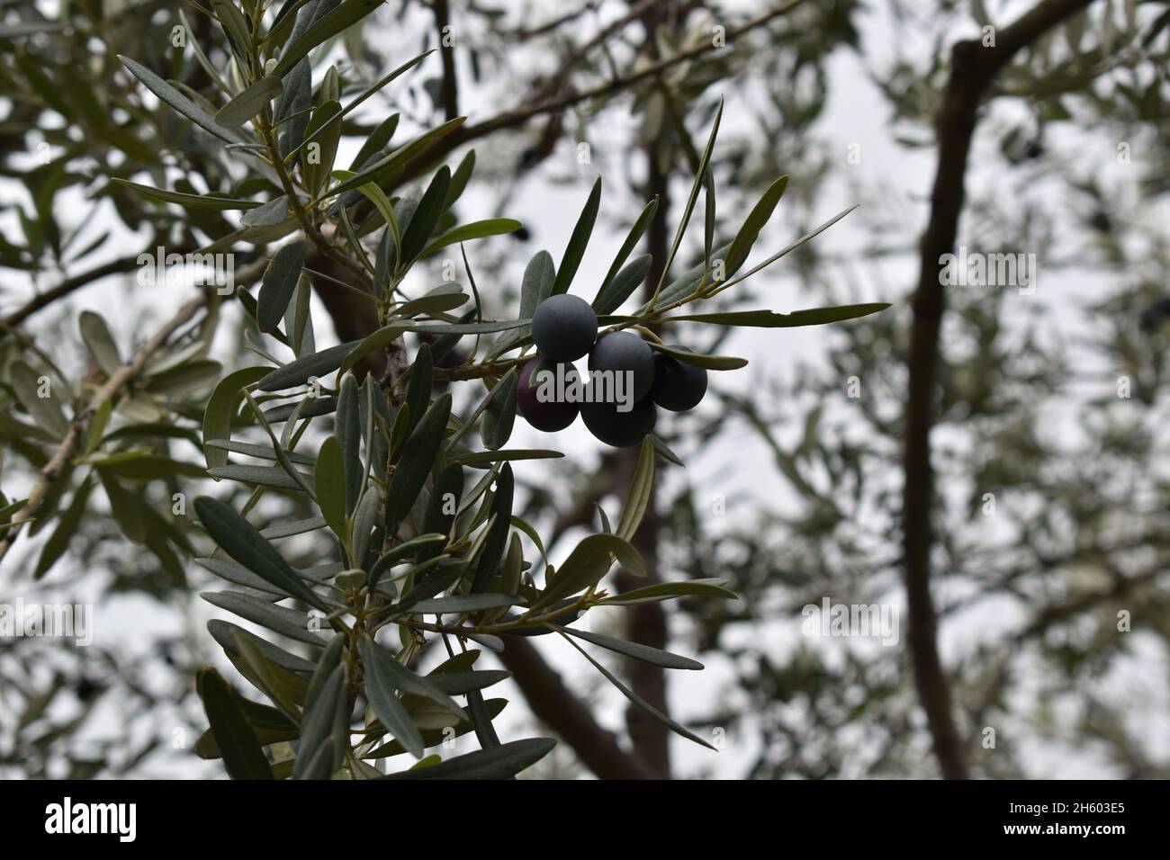 Olive grove calabria italy hires stock photography and images Alamy