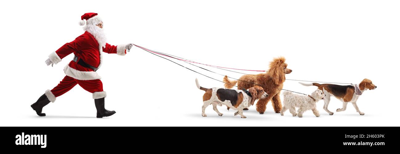 Full length profile shot of a santa claus walking many dogs isolated on ...