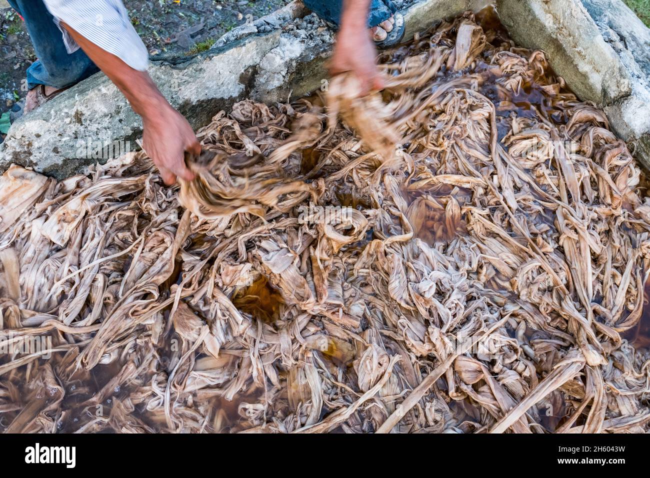 Lokta bark paper making process hires stock photography and images Alamy