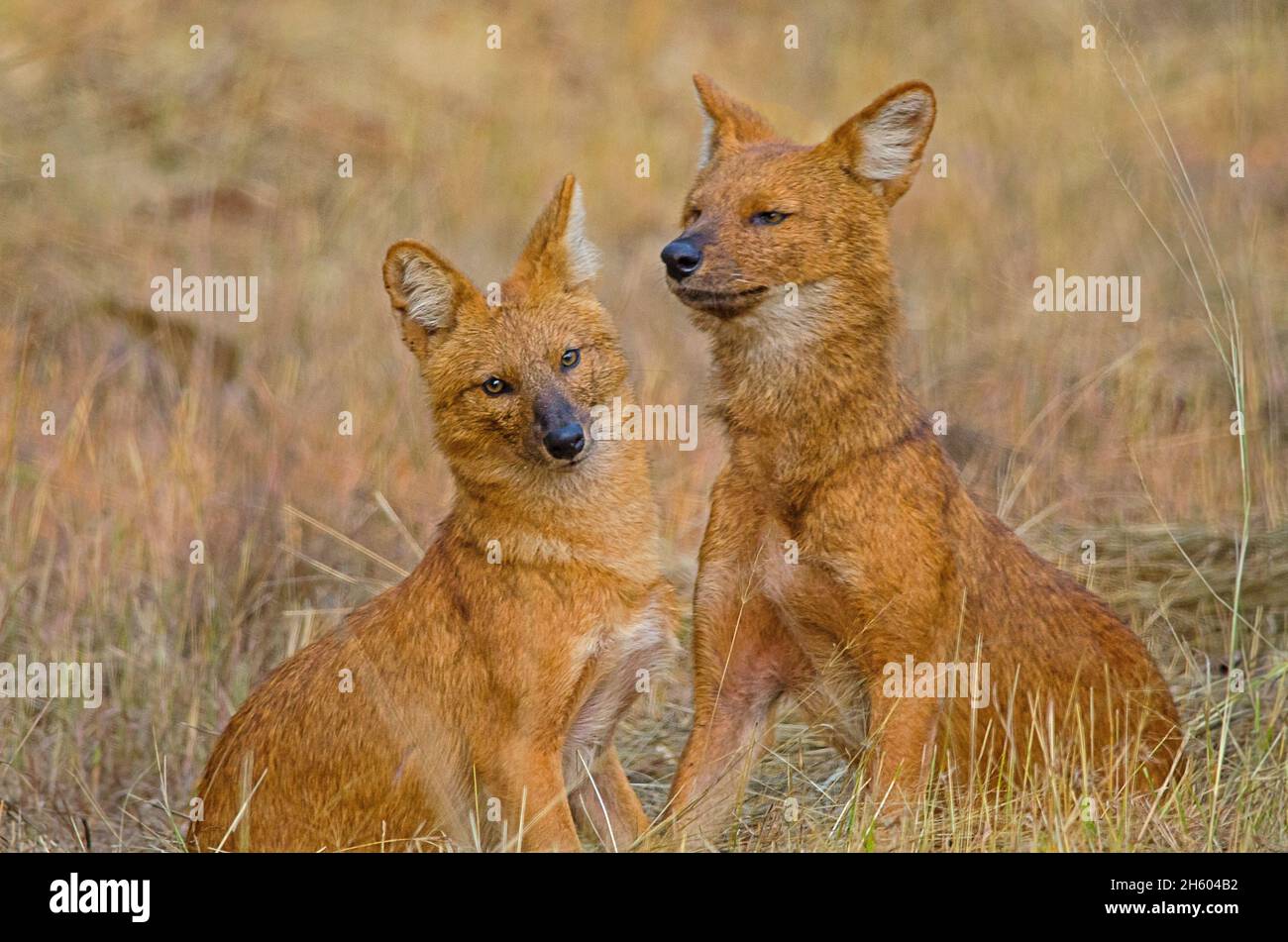 Asiatic wild-dog/Dhole (Cuon alpinus) from central Indian forest Stock Photo