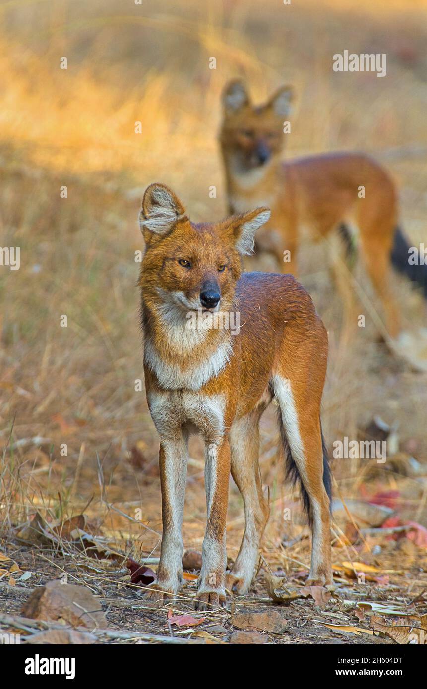Asiatic wild-dog/Dhole (Cuon alpinus) from central Indian forest Stock Photo
