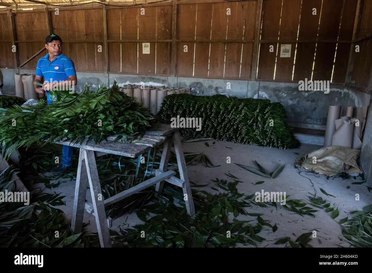 November 2017. A worker sorts and processes xate (palm leaves) Uaxactun, Guatemala. Stock Photo