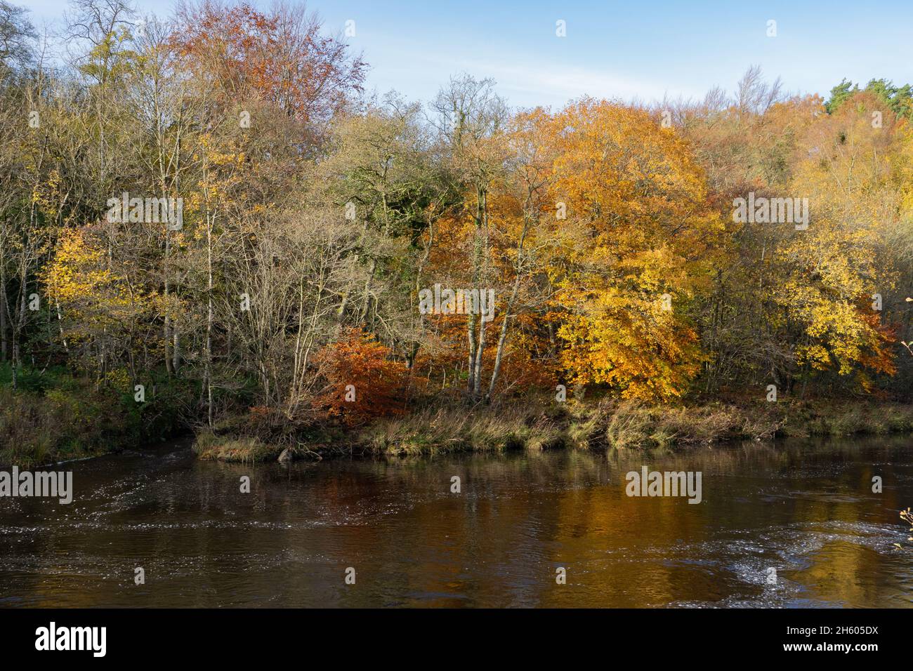 River South Tyne at Featherstone, Northumberland, UK Stock Photo - Alamy