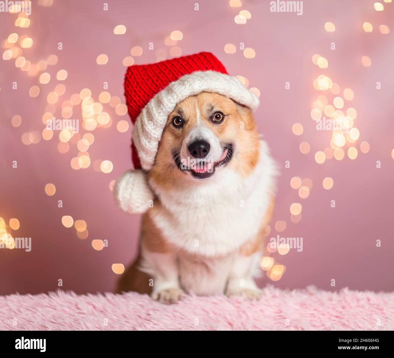 Corgi Santa Hat Corgi Santa Hat
