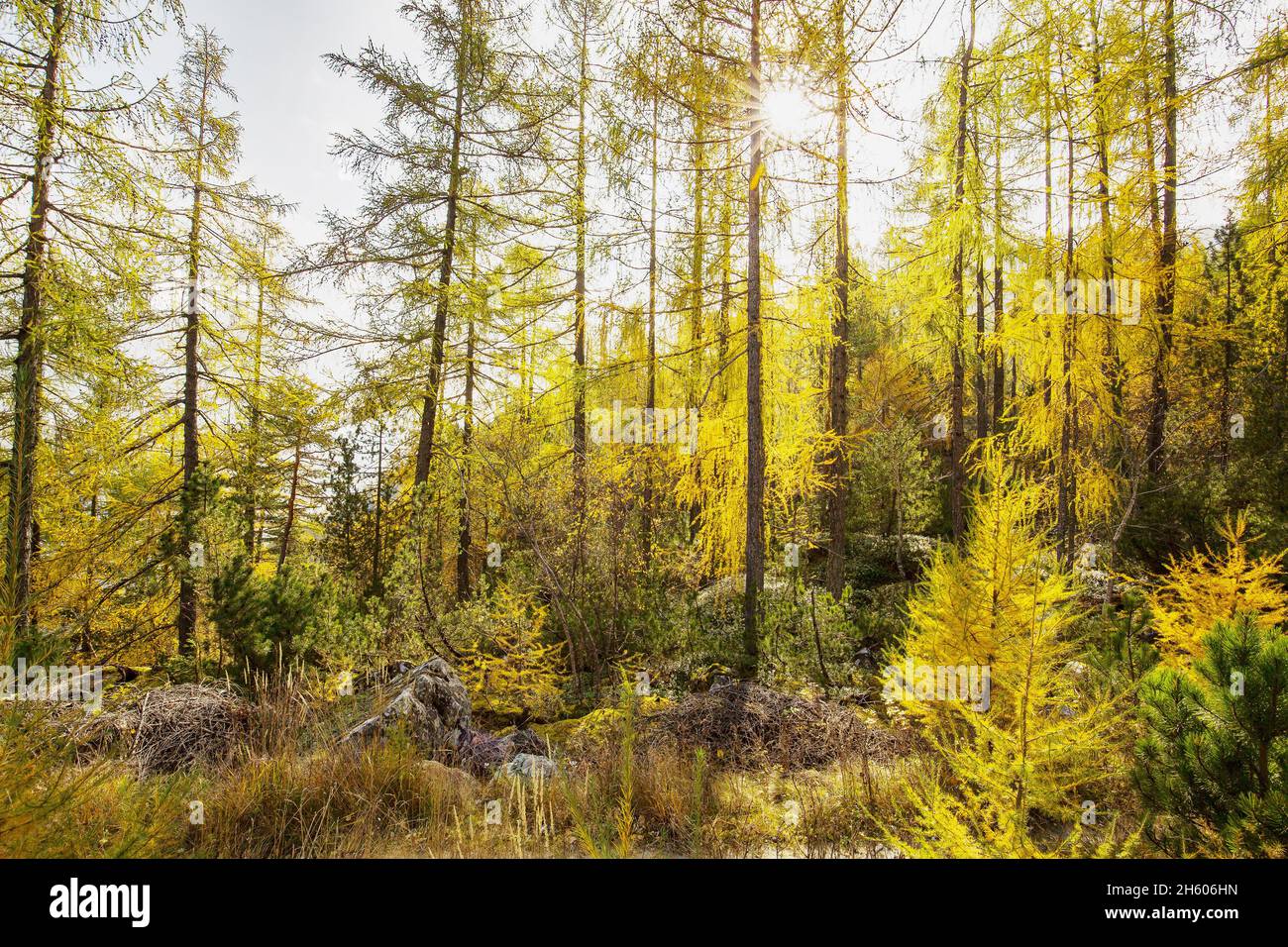 Branches of conifers hi-res stock photography and images - Alamy