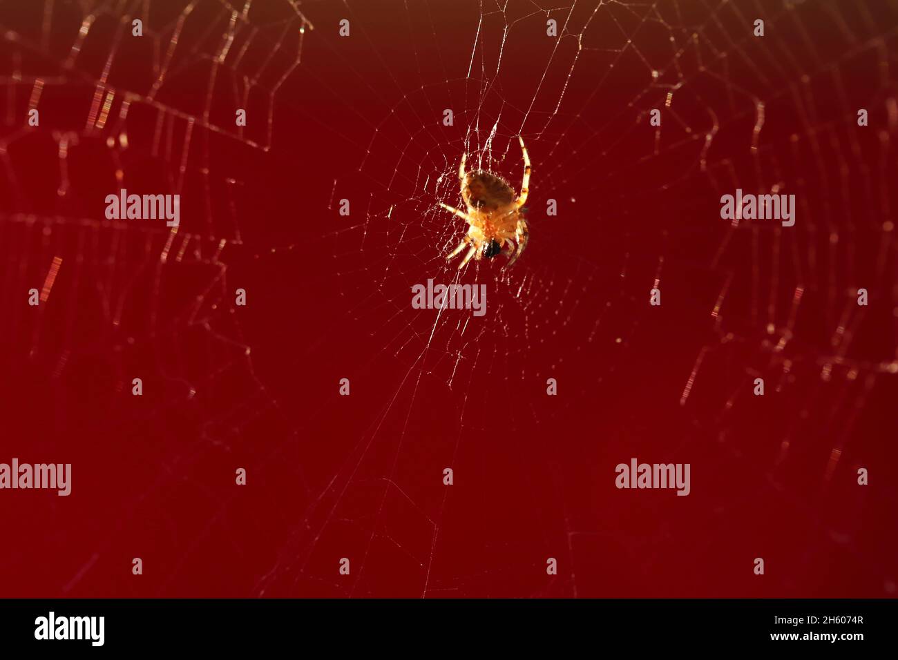 little spider on the cobweb Stock Photo - Alamy