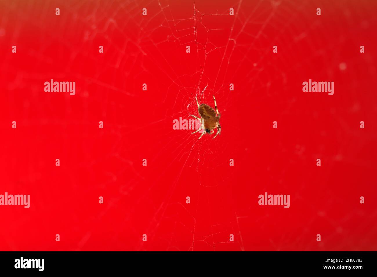little spider on the cobweb Stock Photo - Alamy