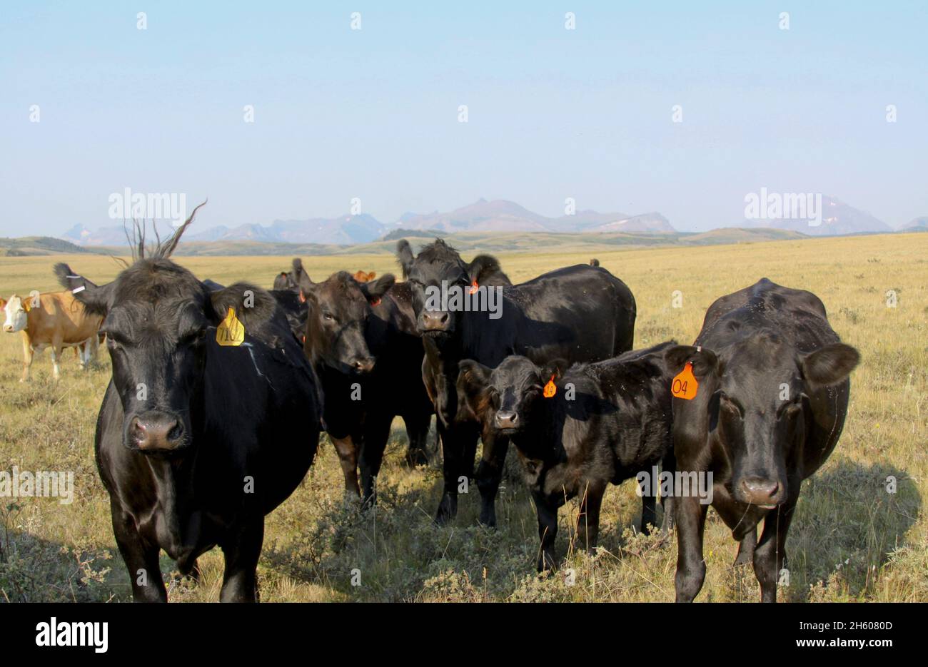 Black angus cattle near Browning, MT. Blackfeet Reservation. August