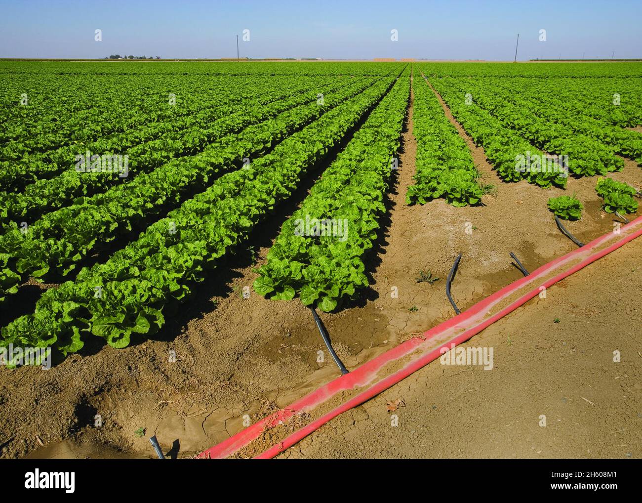 Sub surface irrigation on leaf lettuce in California ca. 2011 or earlier Stock Photo