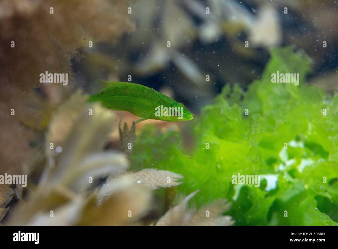 Ballan Wrasse; Labrus bergylta; Juvenile Amongst Seaweed; UK Stock Photo
