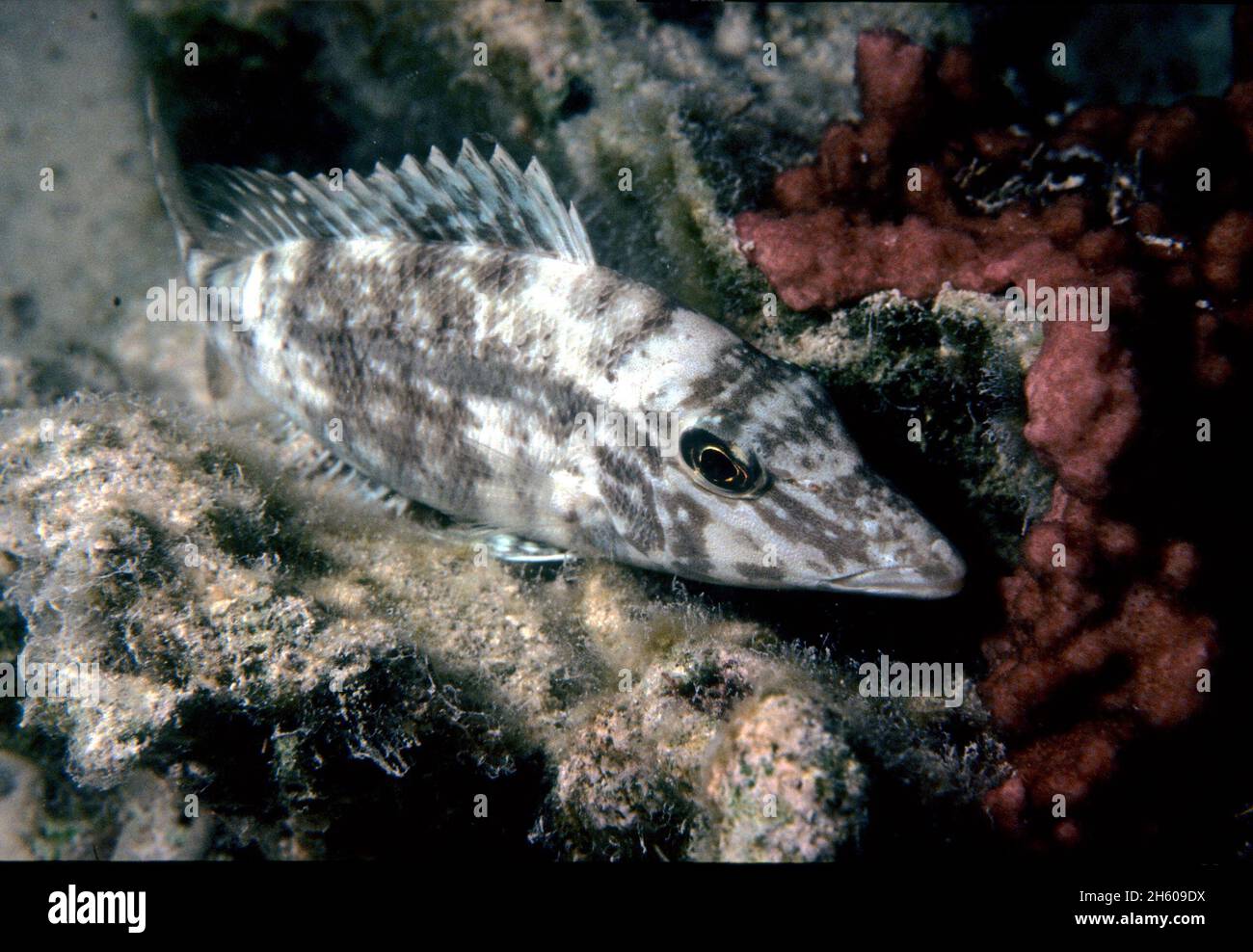 One Tree Reef. Smalltooth emperor (Lethrinus microdon) mottled coloration, night appearance Stock Photo