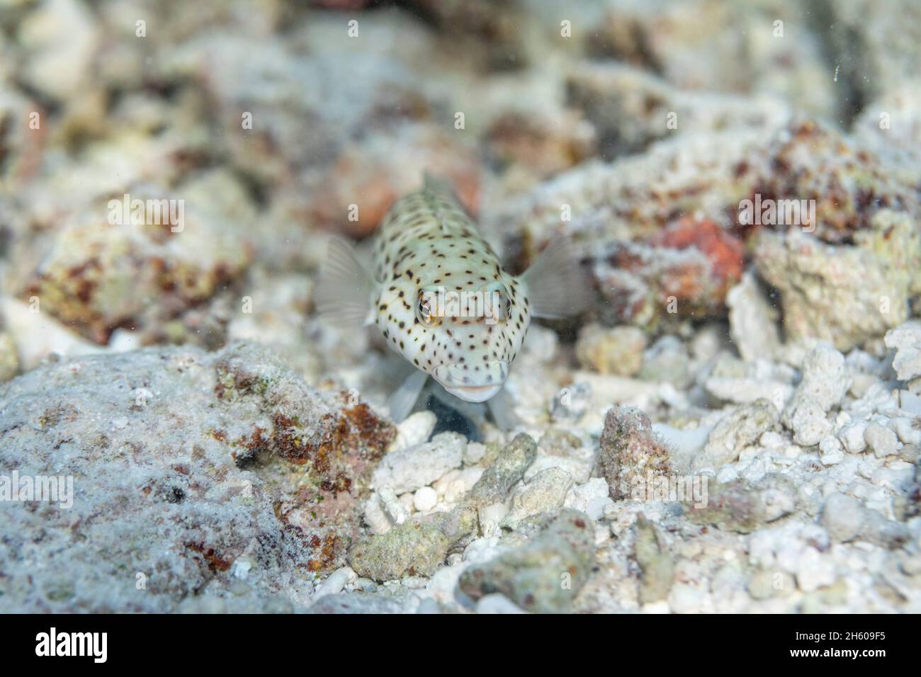 Black Tail Grubfish; Parapercis hexophthalma; Maldives Stock Photo