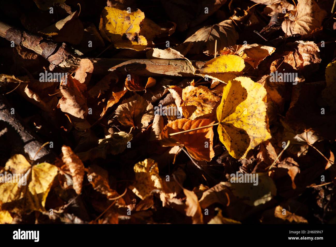 Autumn maple leaves fallen on the ground in a park Stock Photo - Alamy