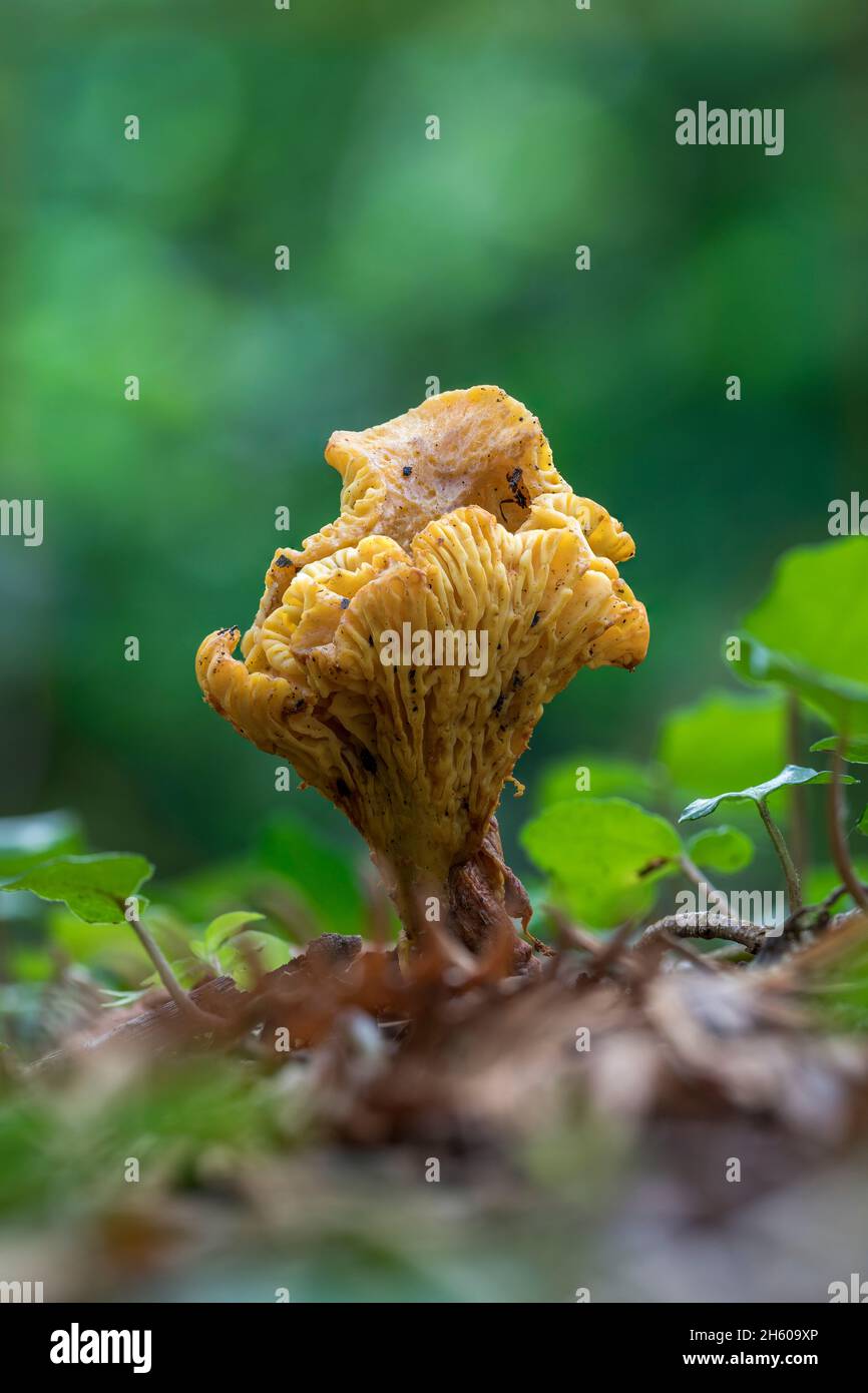 Chanterelle Fungi; Cantharellus cibarius; UK Stock Photo