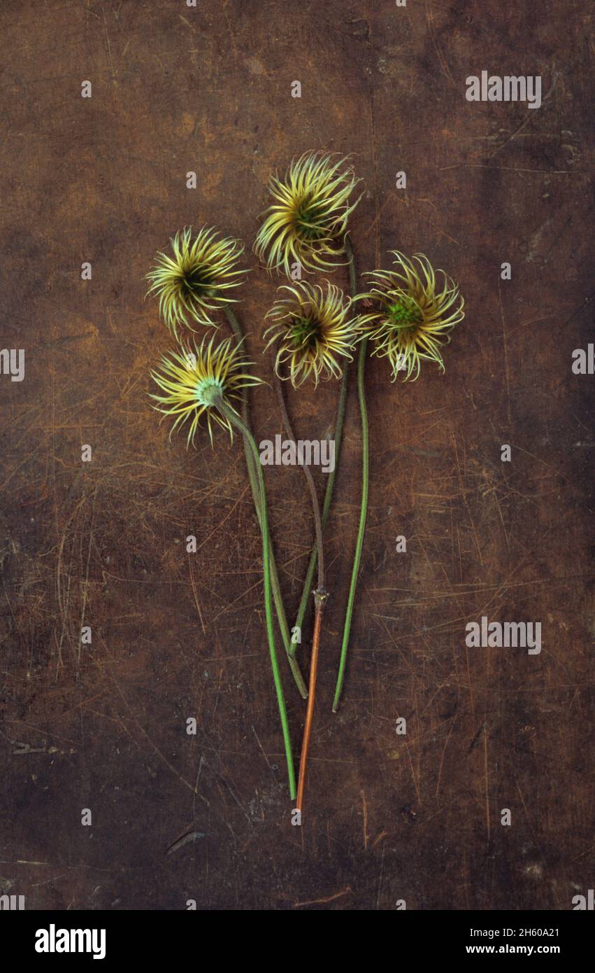 Five twirly seedheads and stems of Clematis Hagley hybrid lying on scuffed leather Stock Photo