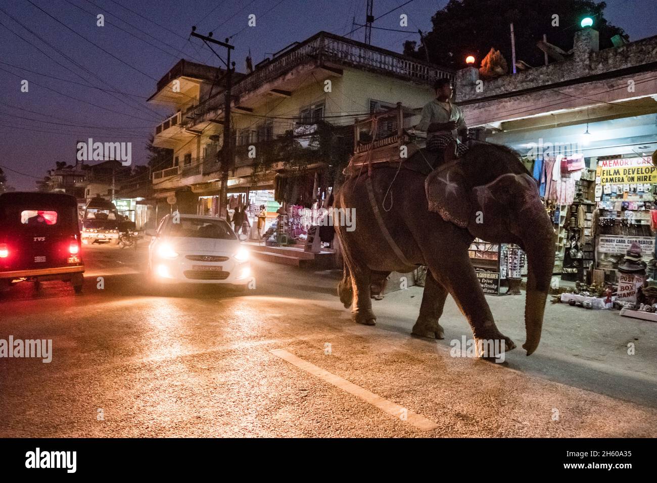 November 2017. Elephants walking down the main street in Sauraha is common place -- and happens several times a day, everyday. Sauraha's economy is dominated by tourism related to the nearby Chitwan National Park where elephants are used for giving rides to see rhinoceroses and tigers. Sauraha, Chitwan District, Nepal. Stock Photo