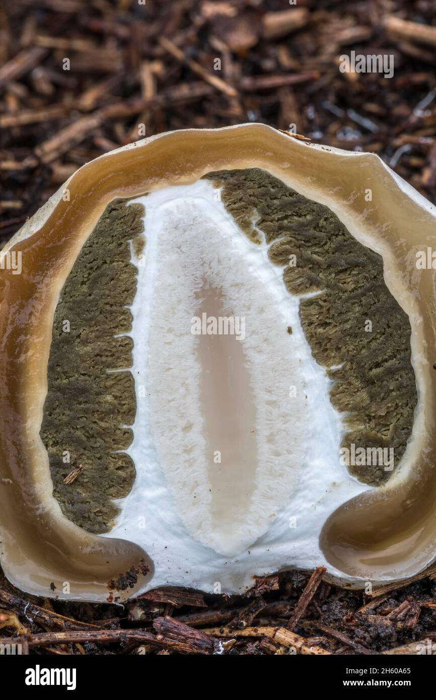 Common Stinkhorn Egg Dissection; Phallus impudicus; UK Stock Photo Alamy