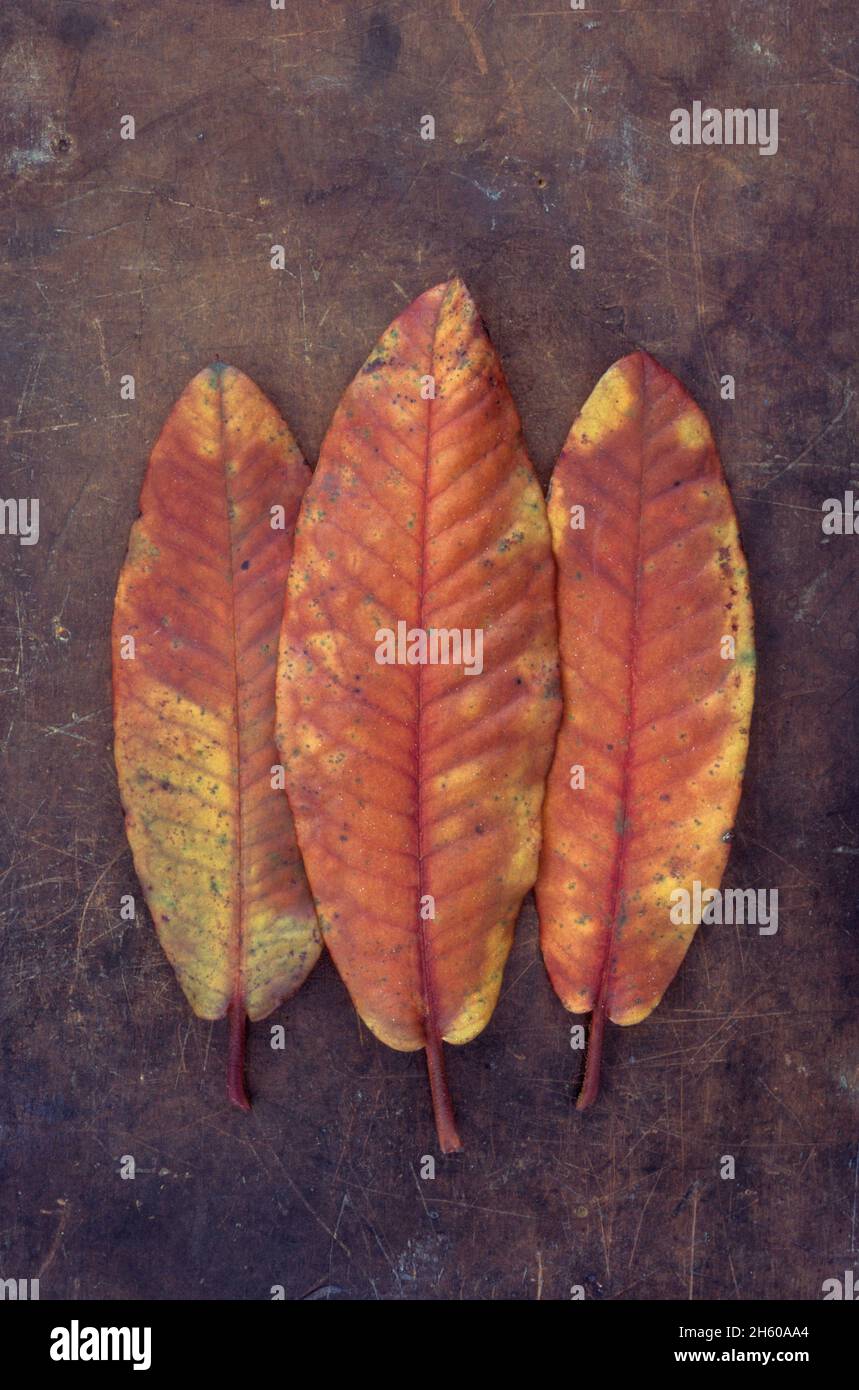 Three  leaves of Rhododendron ponticum turning yellow red  and brown and lying on scuffed leather Stock Photo