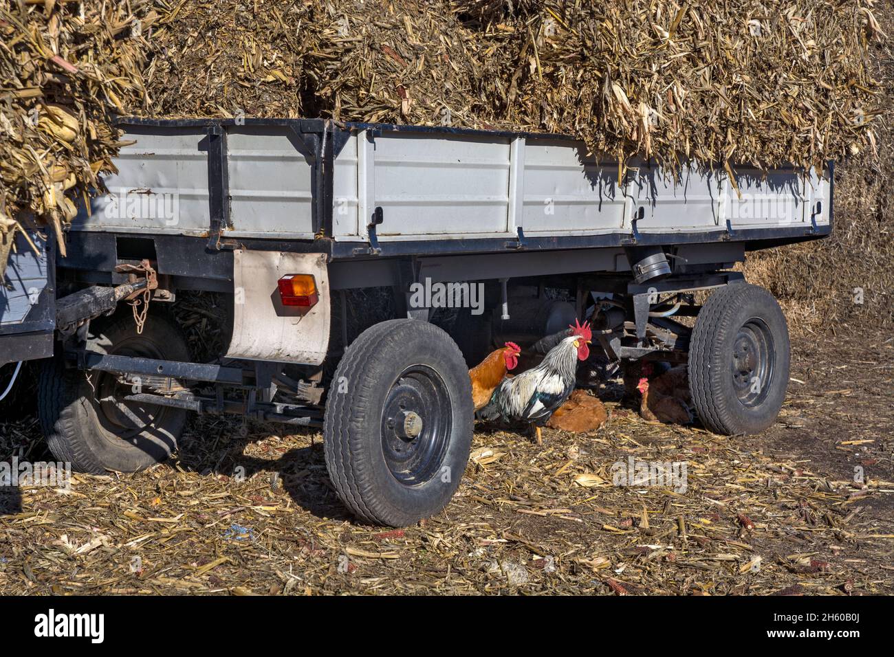 A rural idyll. The rooster and chickens are resting in the shade under a loaded trailer. Stock Photo