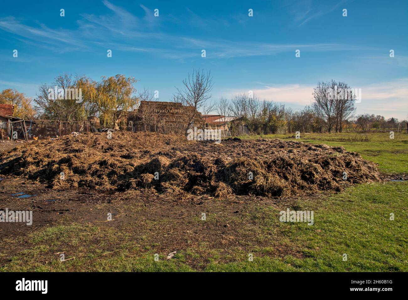 A pile of old manure cow dung in a meadow. The fertilizer stands on the meadow and after ripening it will be taken to the fields. Stock Photo