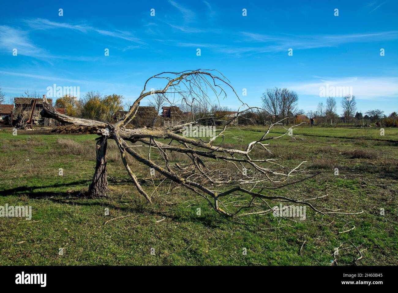 An old tree trunk that was broken by a storm and that stands as a memory of the storm. Stock Photo