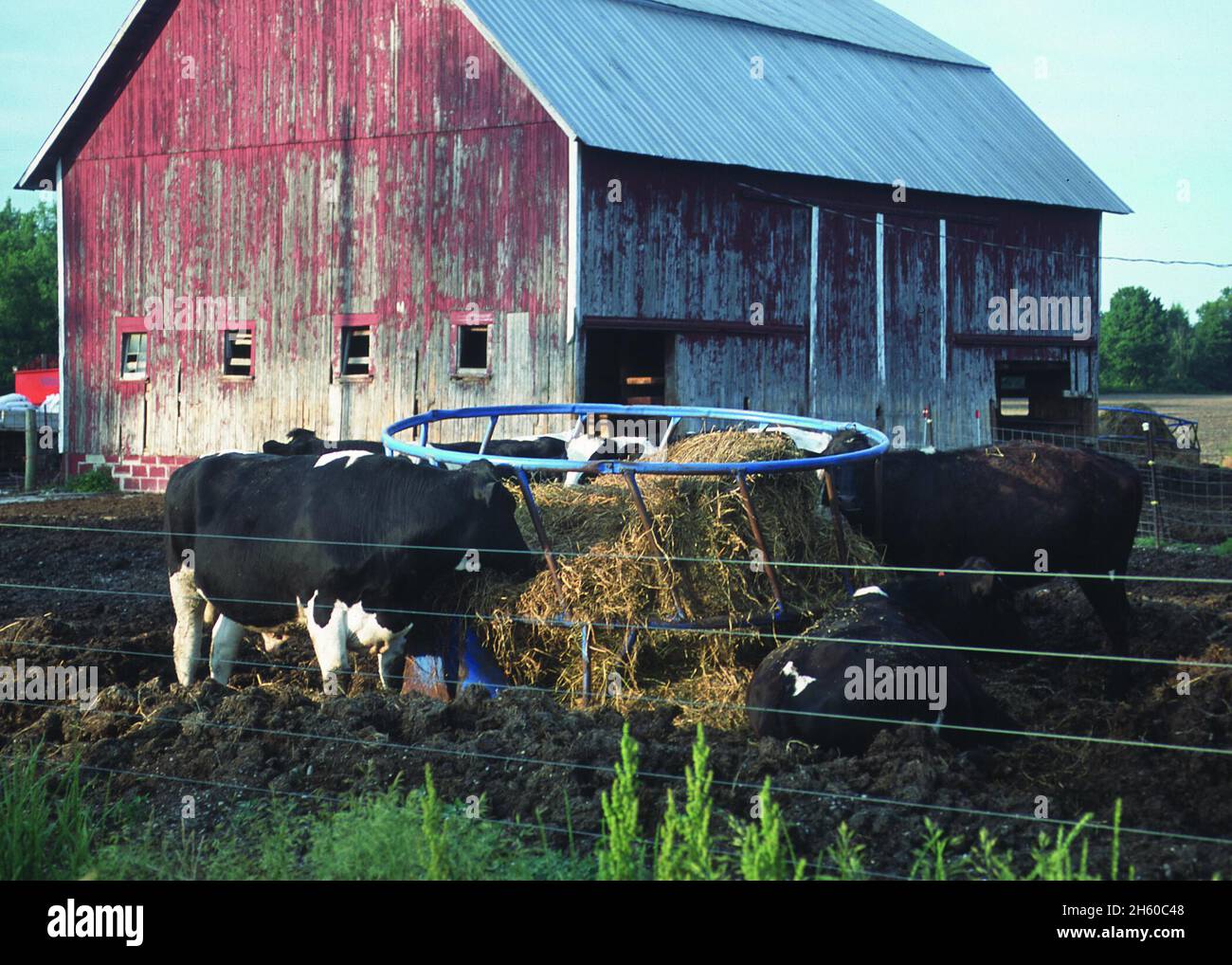 Manure buildup hi-res stock photography and images - Alamy