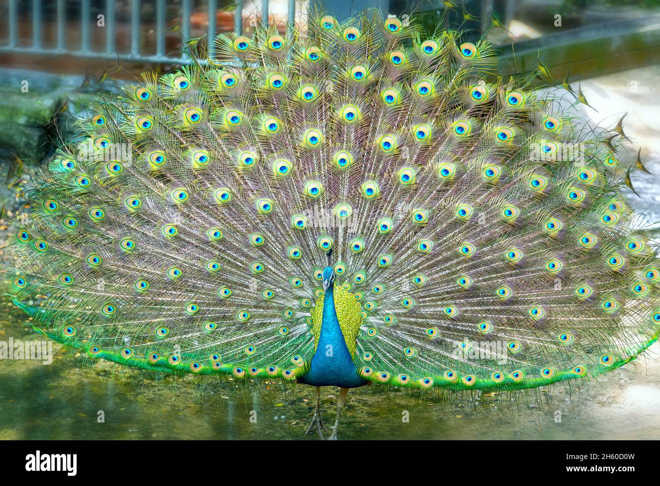 Close up of a elegant Indian male peacock bird displaying his ...