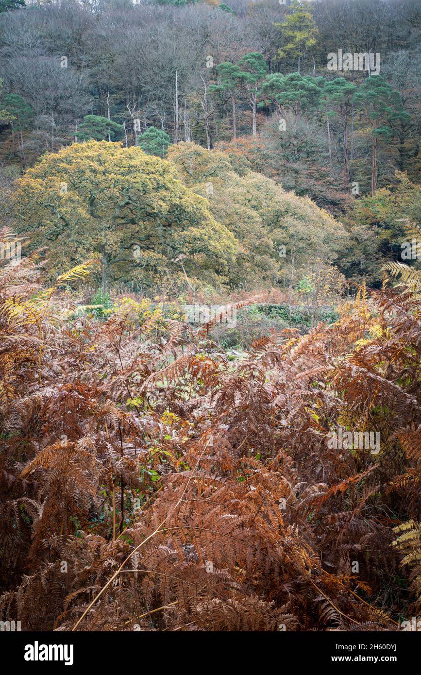 Autumn fall at respryn woods Cornwall England uk Stock Photo - Alamy