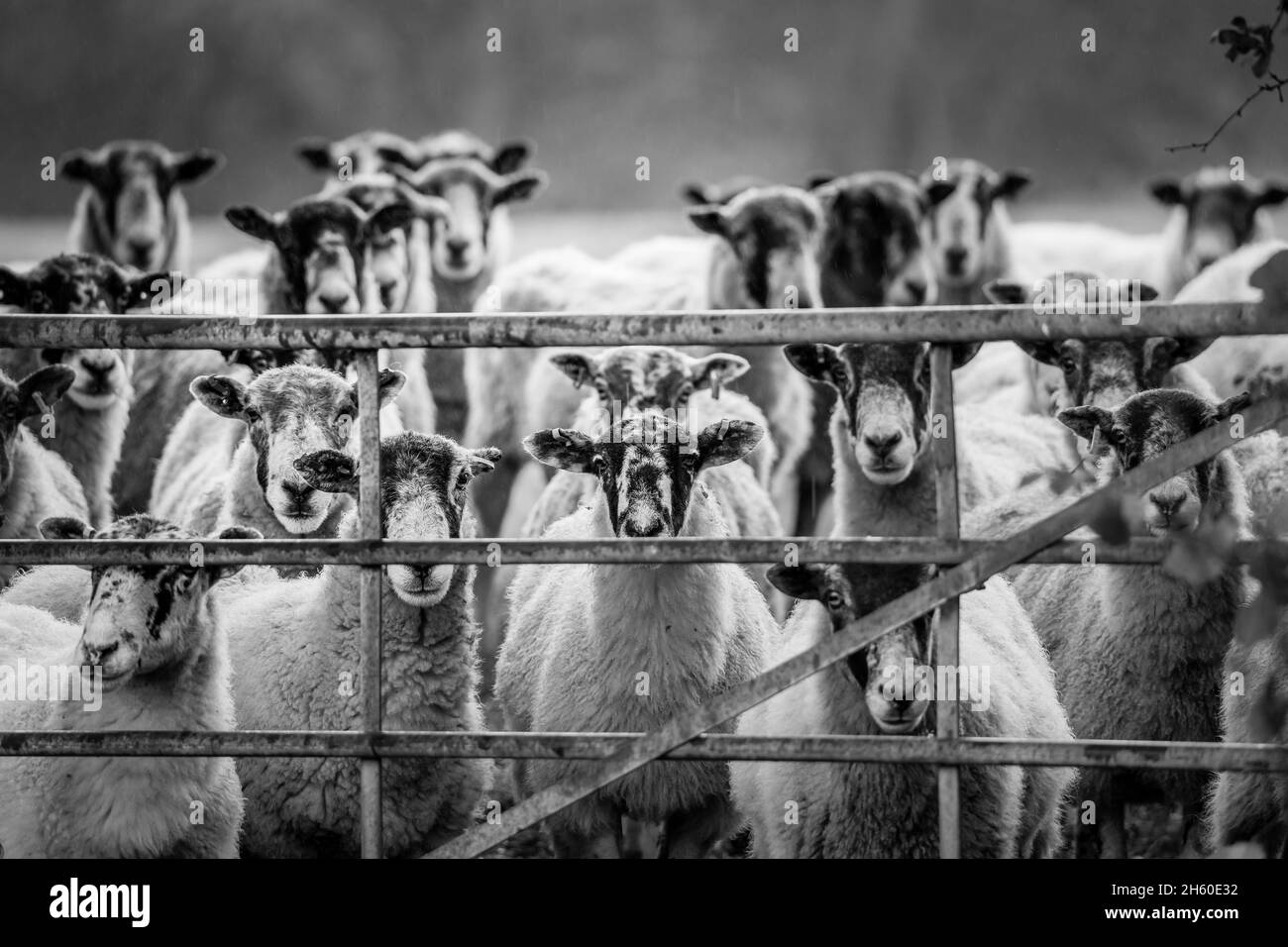 Mono close up of a flock of UK sheep waiting outdoors, looking through  a farm gate, staring directly at camera. Funny animals. Stock Photo