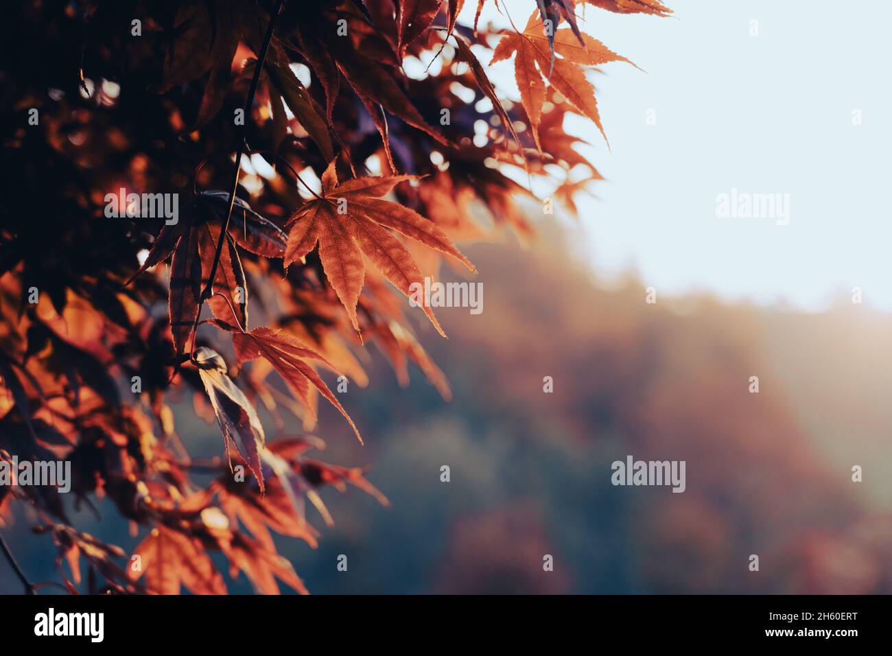 Maple leaves at sunset hi-res stock photography and images - Alamy