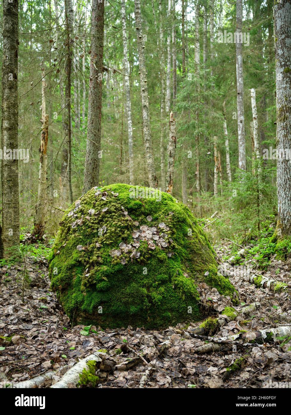 large rocks in green summer forest below trees hiding in moss Stock ...