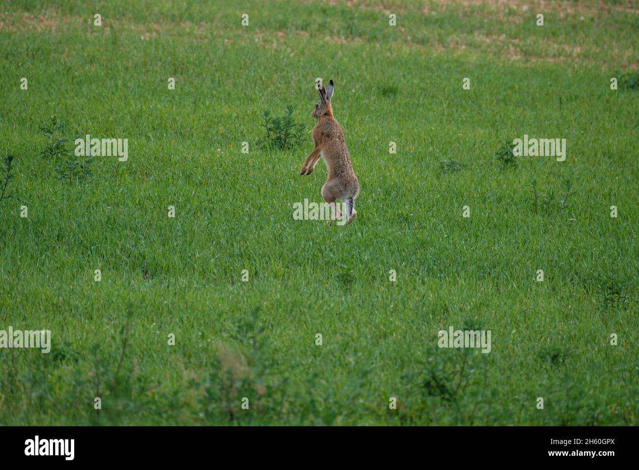 wild hare jumping and hiding in meadow in green summer Stock Photo Alamy